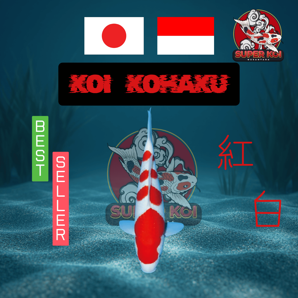 Koi Kohaku Super Koi Nusantara