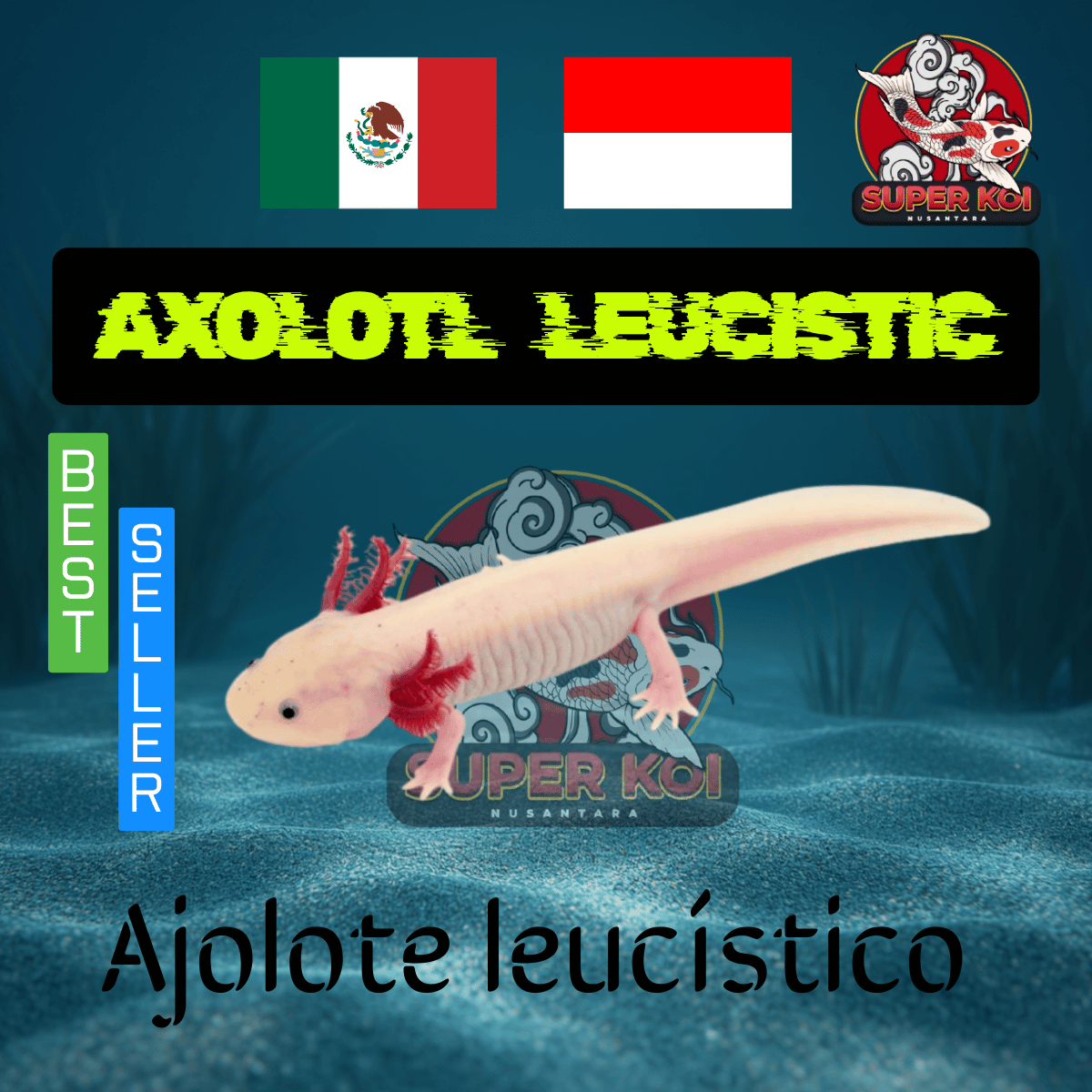 Axolotl Leucistic
