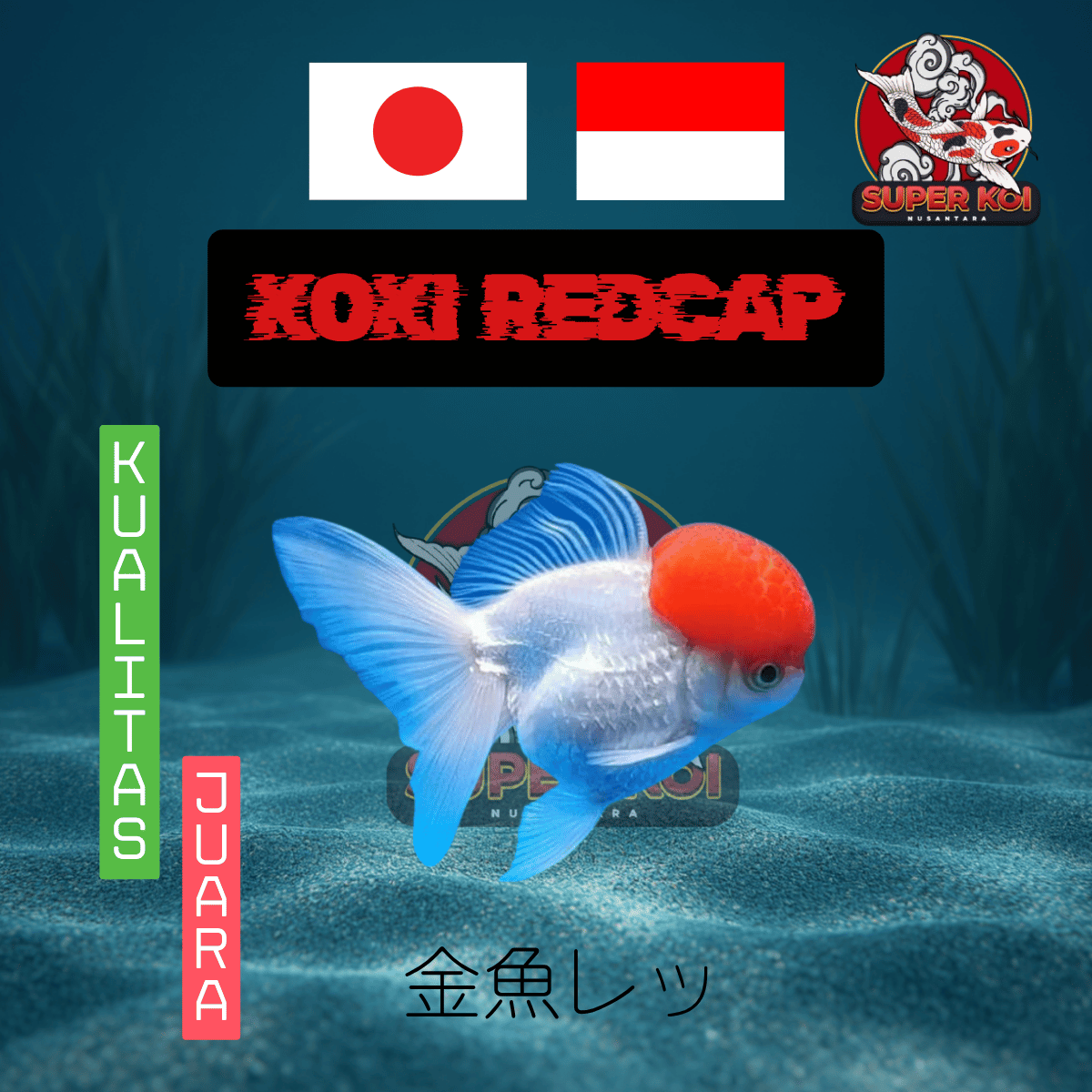 Koki Redcap